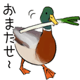 日本の野鳥～冬鳥～