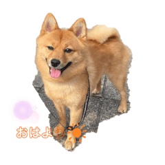 nichijyoukaiwapomeshiba