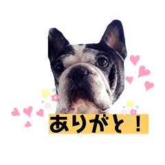 Bunta the Frenchie in Japanese