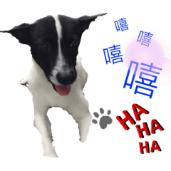 哈嚕帥哥寶貝