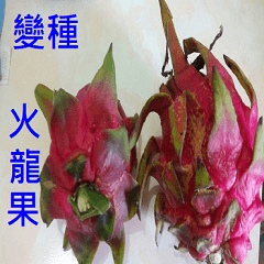  Variety of Dragon Fruit