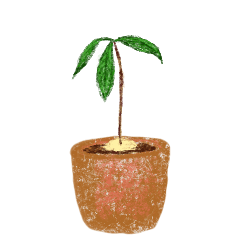 Avocado seed & tree sticker 