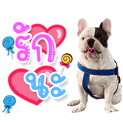 Annyeong Frenchbulldog
