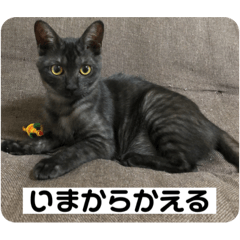 SUZU_202006161841102