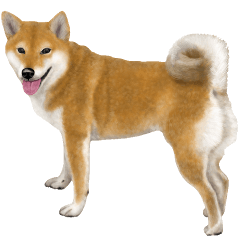 As expected! Shiba Inu [Regular]