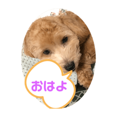 614816popochanshop