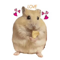 everyday hamster (basic)