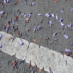  Jacaranda falling flowers