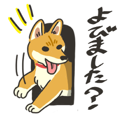 Shiba Inu wai wai