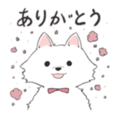 White Pomeranian(Shiro Pome)