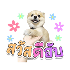 capodog v.2