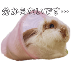 ふくさん、日常会話①