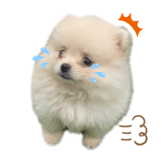 Pomeranian Tofu