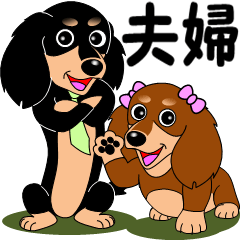 Miniature dachshund couple