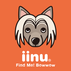 iinu - Chinese Crested Dog