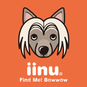 iinu - Chinese Crested Dog