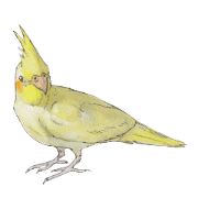 Pearl of the cockatiel.