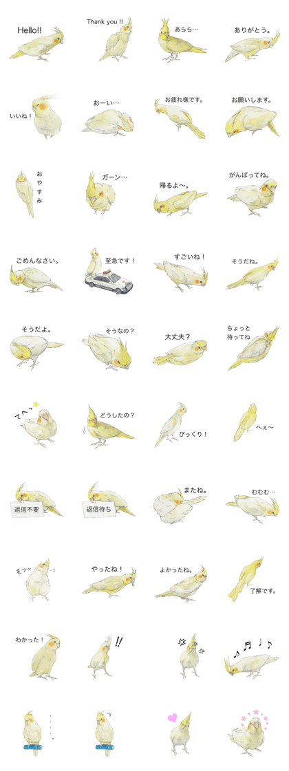 Pearl of the cockatiel.