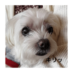 mimi_20200617212713