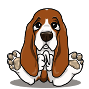 Basset hound 4