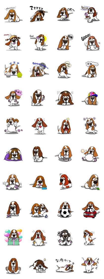 Basset hound 4