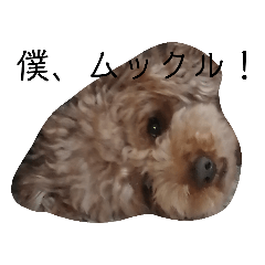 panda_20200617223618