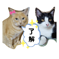 ねこのマロンとセロ