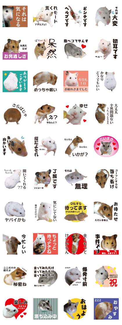I like hamsters