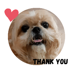 Queen_The_ShihTzu