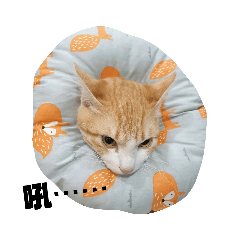 小老虎＆麻油雞萌炸宅宅生活