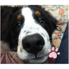 Alice_20200617202126