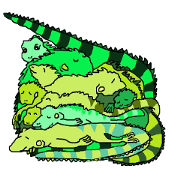 iguana