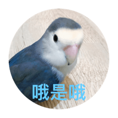 嗶啵&啵啵&圓仔