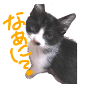 Hachiwarenekoshiroguro