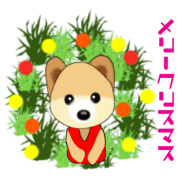 PON.de.Pomeranian2