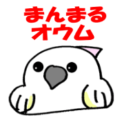 The Fat parrot1