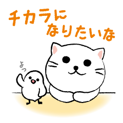 White cat's and Java sparrow,2