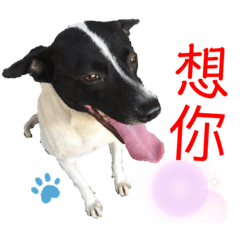 哈嚕寶貝哥哥