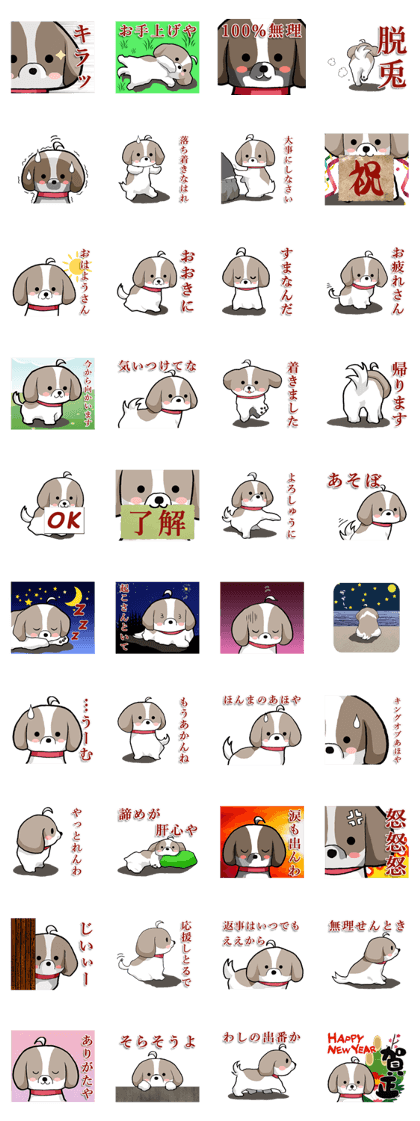 Cool Shih Tzu dog, Ponta.