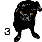 black pug Stickers 3