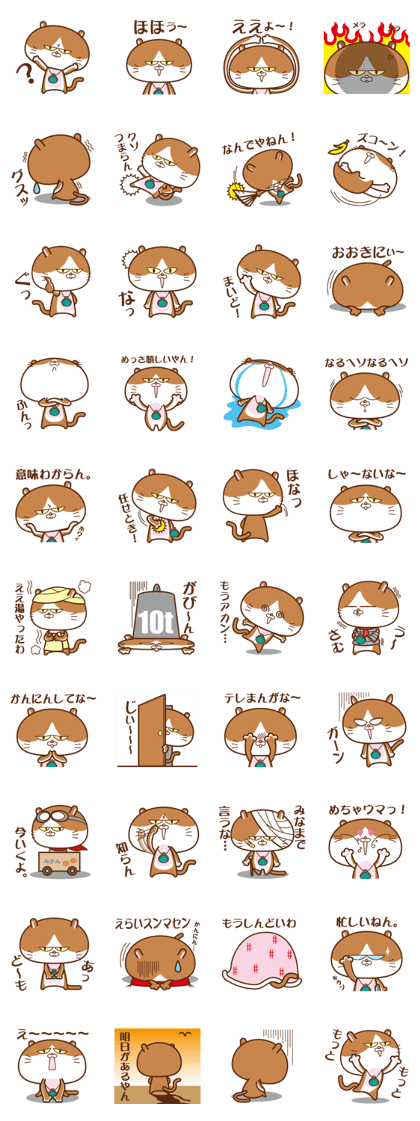 oosaka cat