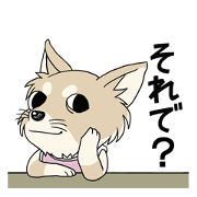fantastic chihuahua