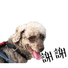 mo狗