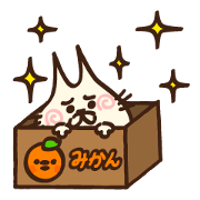 Ear pointed cat