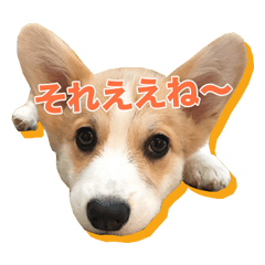 Welsh Corgi@Osaka