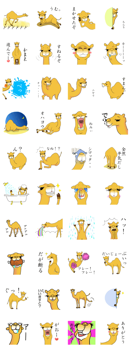 Bossy and cute dromedary Camel new