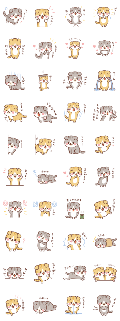 Fluffy Scottish Fold