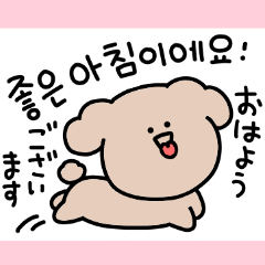 Surreal Toy Poodle Korean