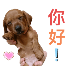 小蘋果日常❤️