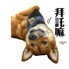 偶素哇貴！汪！